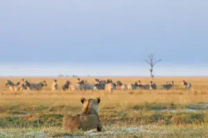 Una leona esperando el momento perfecto. 