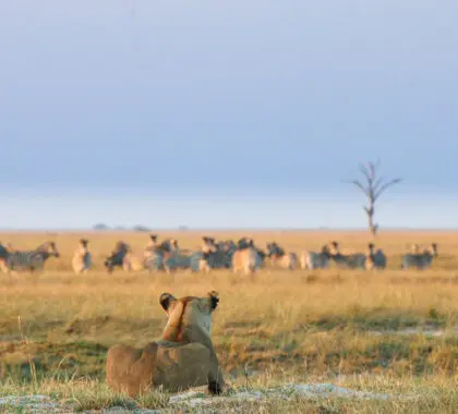 A lioness waiting for the perfect moment. 