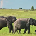 Chobe ofrece un sensacional avistamiento de animales. 