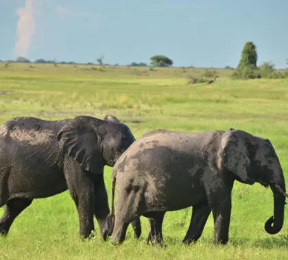 Chobe offers sensational game viewing. 