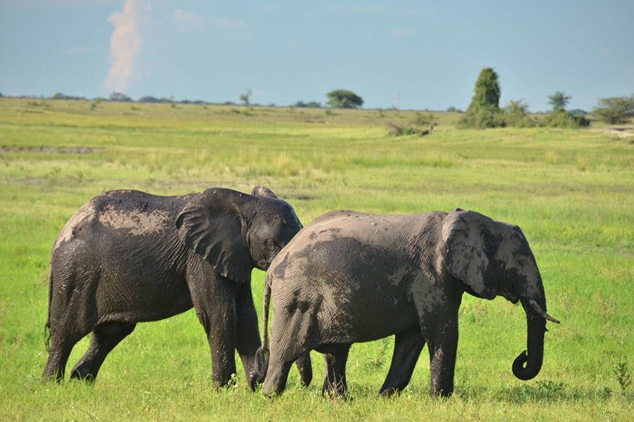 Chobe offers sensational game viewing. 