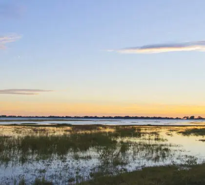 The lush landscapes of the Chobe River in Green Season. 