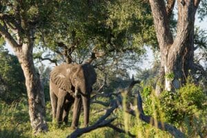 Enjoy excellent game viewing. 