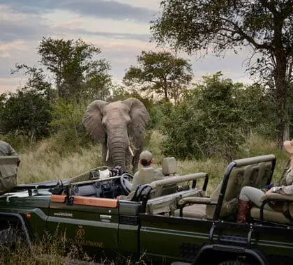 A private game drive. 