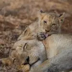 Kruger ofrece excepcionales avistamientos de depredadores. 