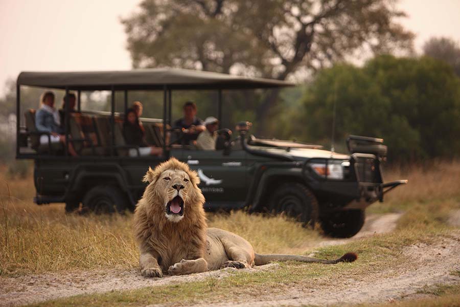 The Okavango Delta is well known for its big cats.