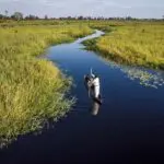 Explore los canales de agua del delta del Okavango. 