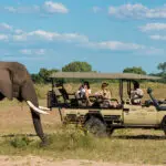 Game drive.