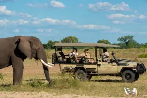 Game drive.