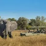 Avistamiento de animales sin aglomeraciones. 