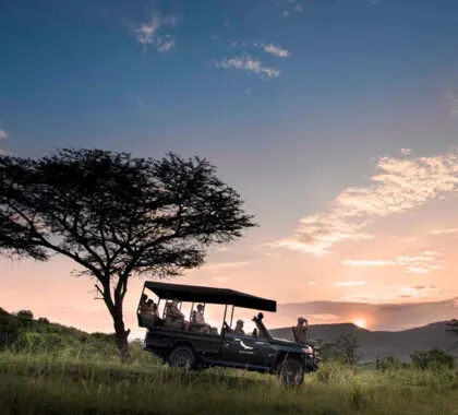 An evening game drive. 