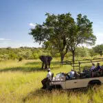 Sabi Sands ofrece un espectacular avistamiento de animales. 