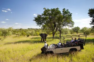 Sabi Sands ofrece un espectacular avistamiento de animales. 