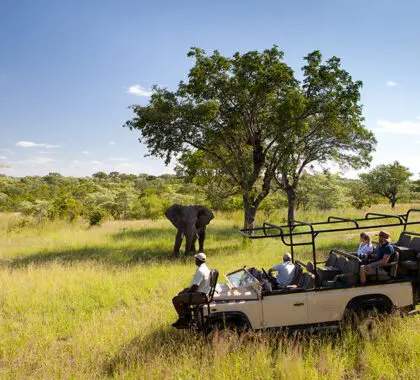 Sabi Sands ofrece un espectacular avistamiento de animales. 