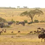 Safari privado en el Serengeti. 