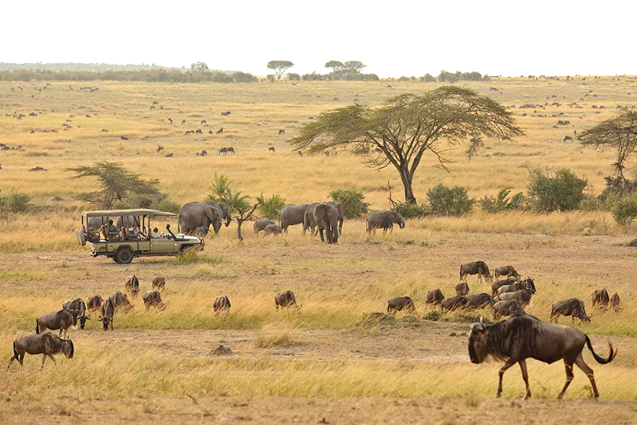 Private game viewing in the Serengeti. 