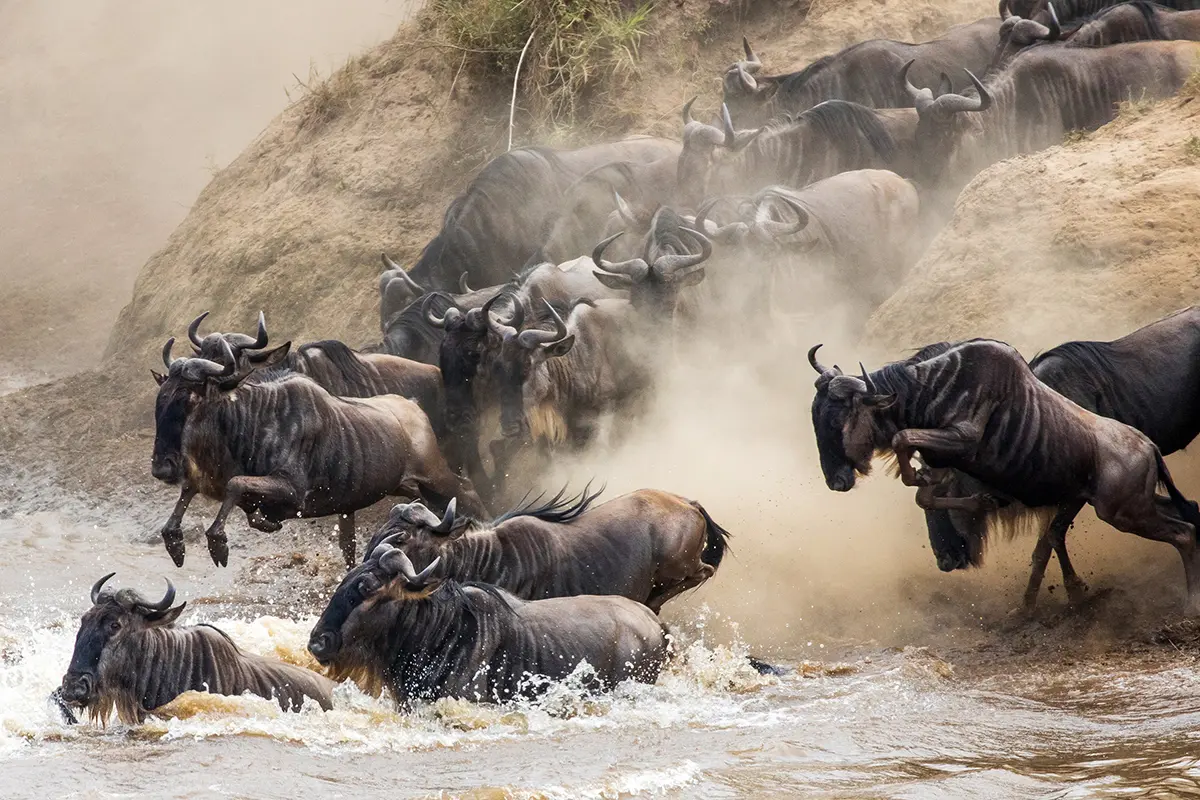 Safari anual al Serengeti en la migración de los ñus