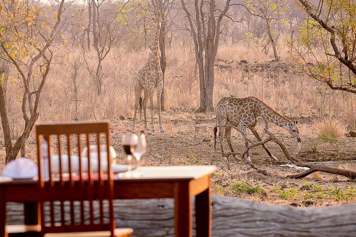 Chobe Game Viewing Jirafa