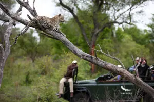 kirkmans_camp_guided_kruger_safari