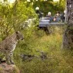 Disfrute del avistamiento de leopardos en el Kruger, Sudáfrica | Go2Africa