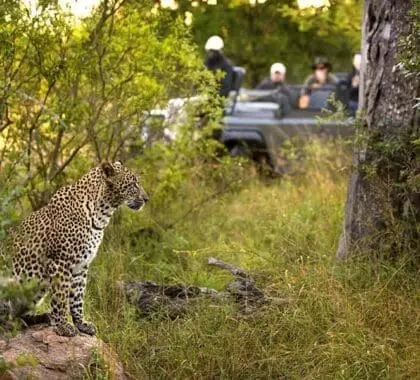 Disfrute del avistamiento de leopardos en el Kruger, Sudáfrica | Go2Africa