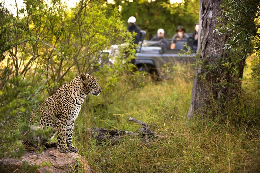 Private game viewing in prime leopard country. 