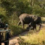 Kruger ofrece algunos de los mejores avistamientos de animales de África. 
