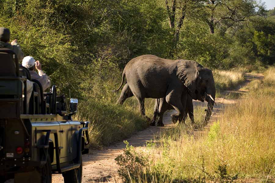 Kruger offers some of the best game viewing in Africa. 