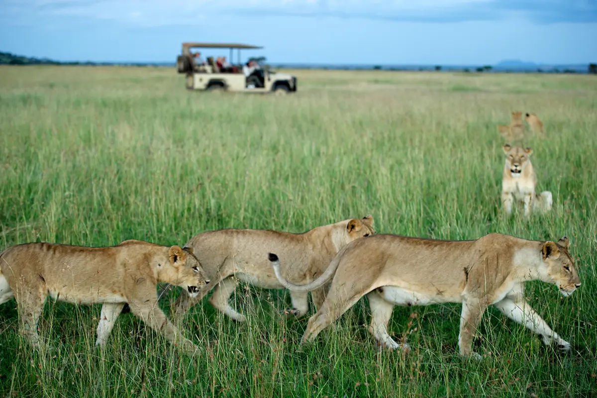 Avistamiento de leones Serengeti Tanzania