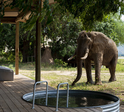 A curious elephant outside a suite.