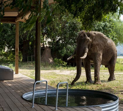 Un elefante curioso frente a una suite | Nyamatusi Tented Camp