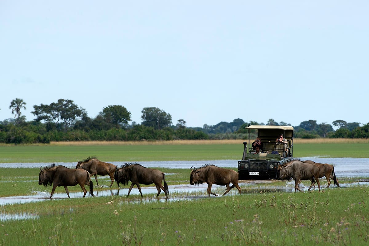okavango delta private concession safaris