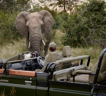rm-experience-game-drive-elephant