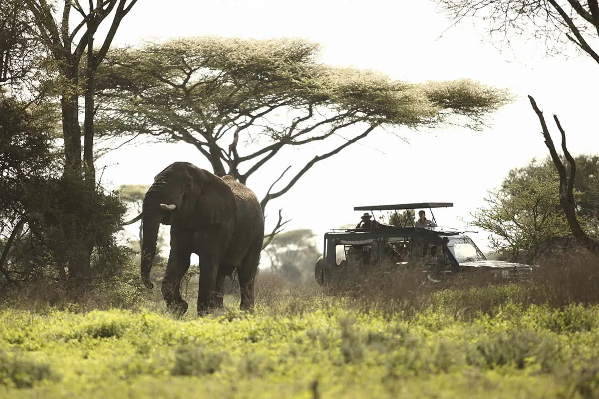 Safari por el Serengeti para todo tipo de viajeros