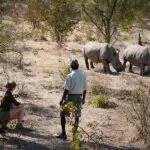 Un safari a pie en Thorntree River Lodge. 