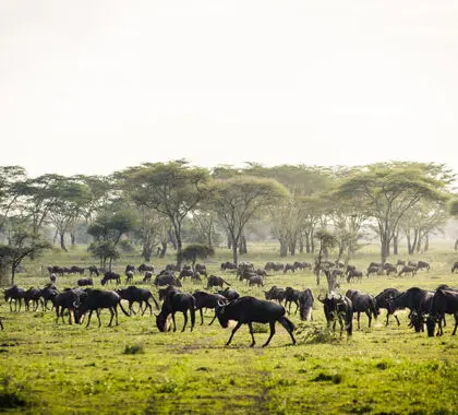 Witness the Wildebeest Migration.