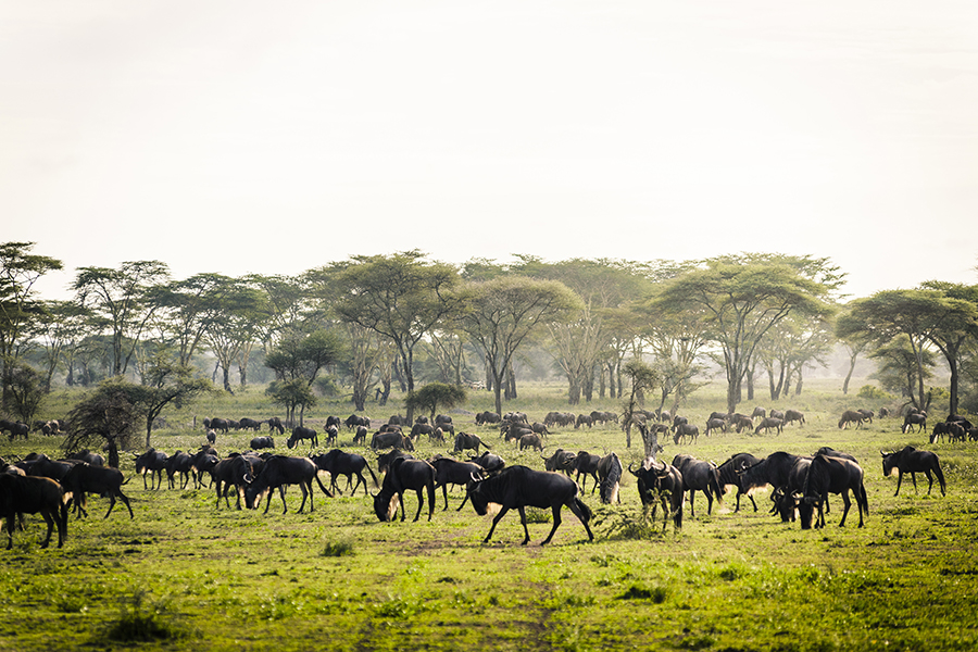 Witness the Wildebeest Migration.