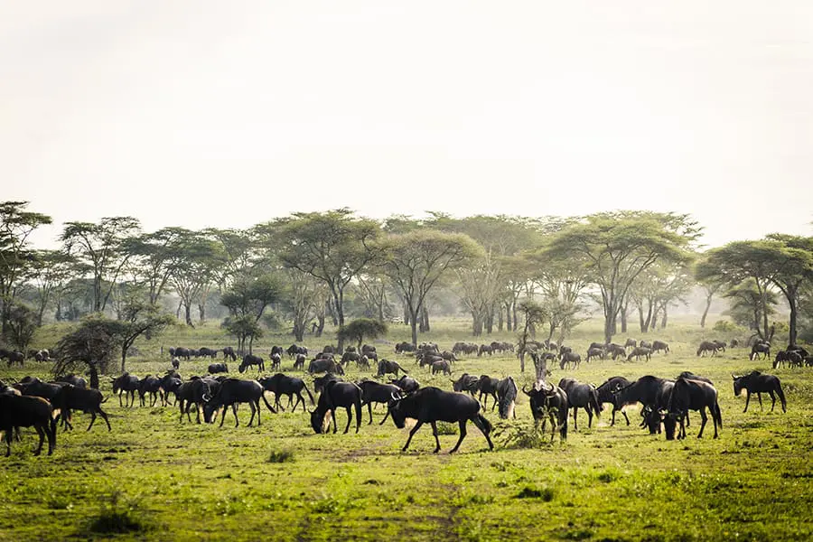 Witness the Wildebeest Migration.