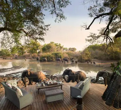 Comparta su lujoso lugar de vacaciones con la fauna salvaje de África.