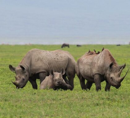 Rhino sighting with Neptune Ngorongoro Luxury Lodge.