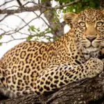 Leopard sightings | RockFig Safari Lodge