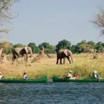 Actividades increíbles que te acercan a tus animales de safari favoritos.
