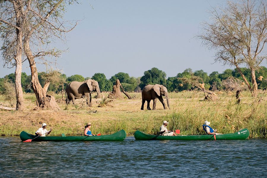 Incredible activities that gets you close to your favourite safari animals.