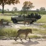 Emocionantes safaris.