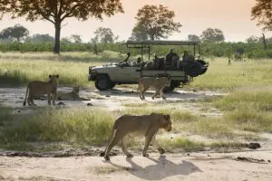 Thrilling game drive experiences.