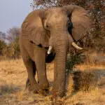 Wildlife surrounding Mpala Jena Camp.