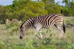 Zebras spotted on a game drive | RockFig Safari Lodge