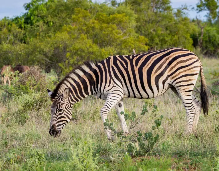 Zebras spotted on a game drive | RockFig Safari Lodge