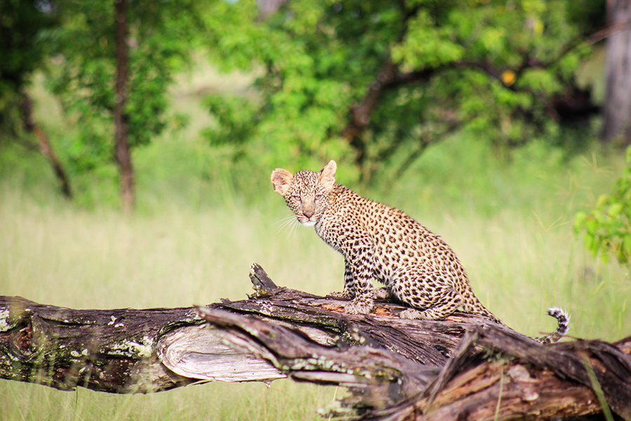 Leopard sighting, Okavango delta, Botswana | Go2Africa