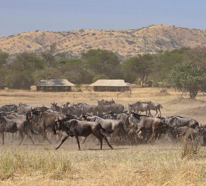 Ubuntu Migration Camp, Serengeti National Park, Tanzania | Go2Africa